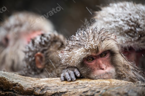 Preview: Snow monkey