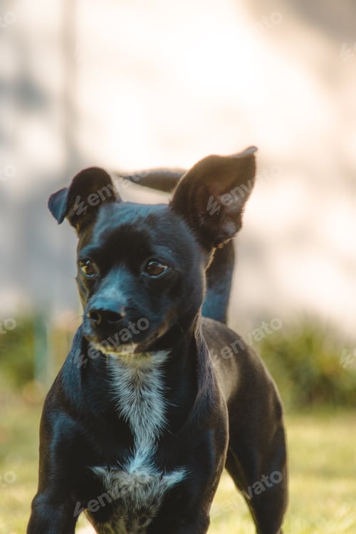 Preview: Dog in the bush