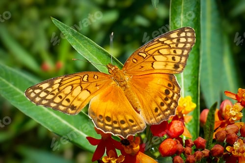 Preview: A butterfly on a flower in Antigua, Guatemala, South America
