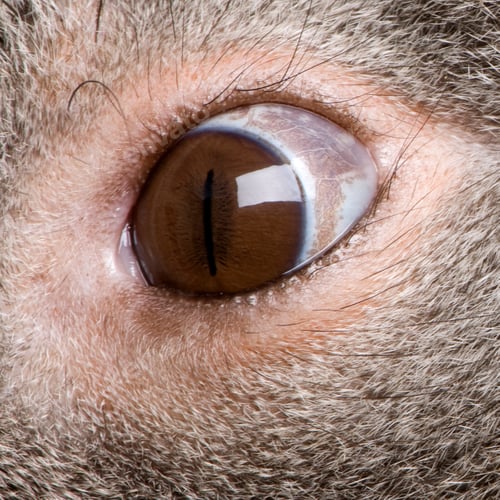 Preview: Male Koala 3 years old - Phascolarctos cinereus