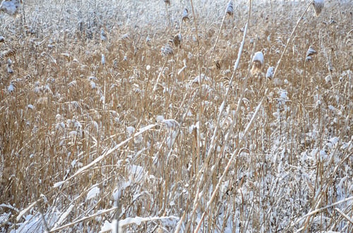 Preview: Close-up of a lot of yellow reeds, covered with a layer of snow. The swampy terrain in winter