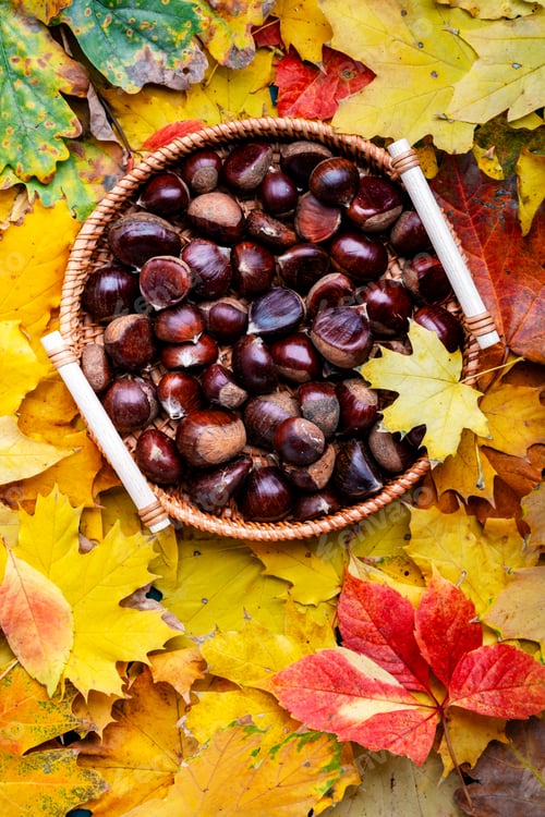 Preview: Fresh edible chestnuts in tray on background of fallen orange maple leaves, autumn harvest, top view