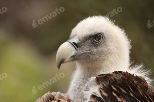 Preview: The Eurasian griffon vulture in closeup view, Gyps fulvus