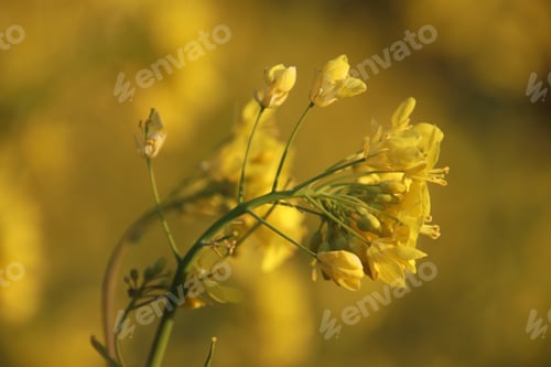 Preview: Yellow flower