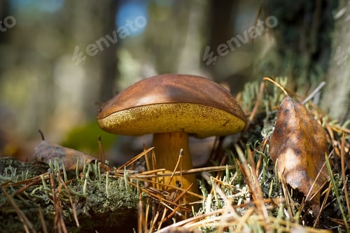 Preview: Edible boletus mushroom, porcini mushroom, Polish mushroom in the forest. Autumn.