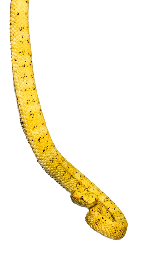Preview: The eyelash viper, is a venomous pit viper looking at camera against white background