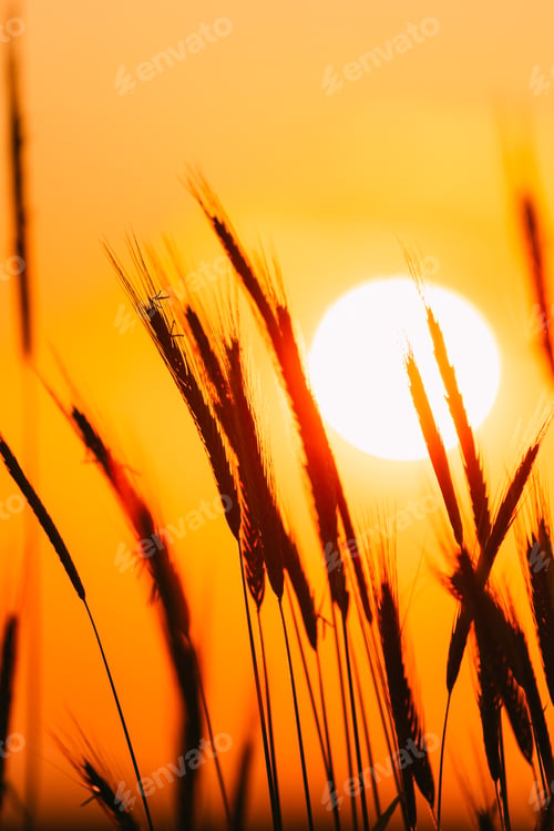 Preview: Summer Sun Shining Through Young Yellow Wheat Sprouts. Wheat Field In Sunset Sunrise Sun. Close up