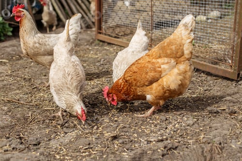 Preview: Chickens Foraging on Dirt in Farmyard. Farming.