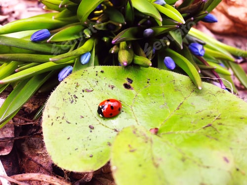 Preview: Bouquet of Fresh Blue Spring Snowdrops And Ladybug in Forest