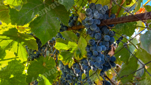 Preview: Leaves and ripe bunches of grapes at the dacha. Harvesting in the fall.