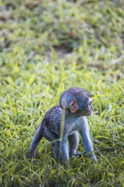 Preview: Monkey playing in the Kruger National safari park in South Africa