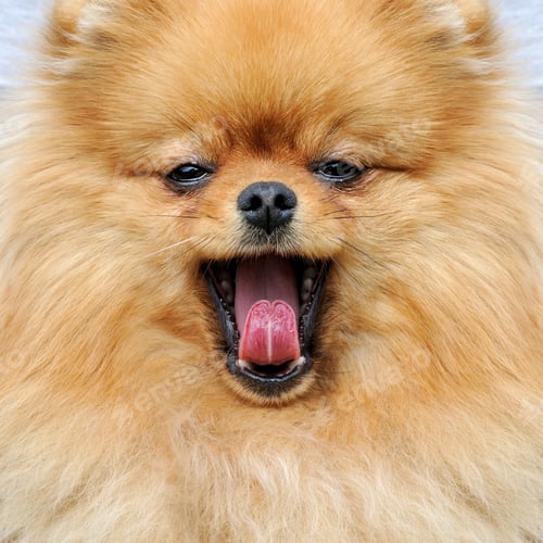 Preview: Brown pomeranian dog