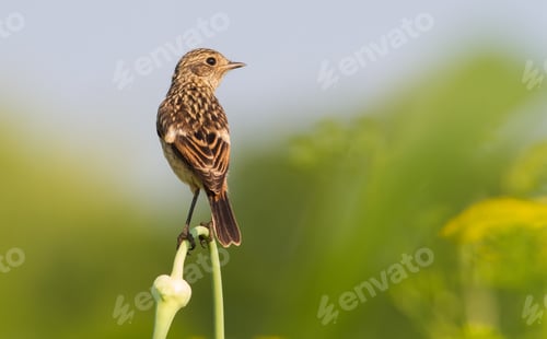 Preview: European stonechat, Saxicola rubicola. A young bird sits on a beautiful stem of a plant