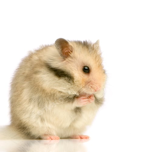 Vorschau: Hamster