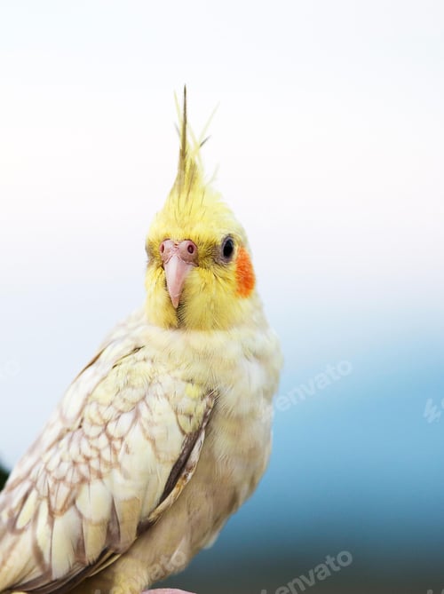 Preview: cockatiel, bird, pet, parrot