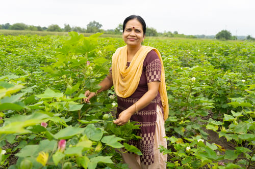 Preview: Happy Indian woman in green cotton field.