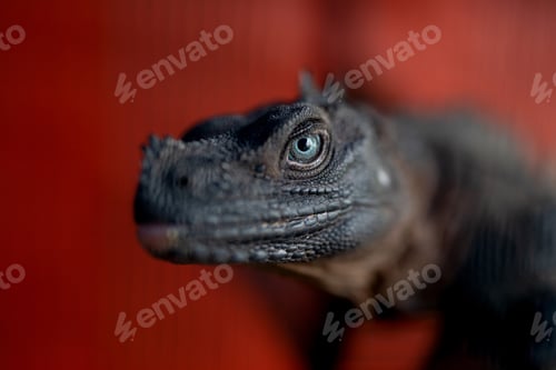 Preview: Close-up shot of Iguana on red background