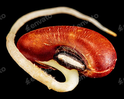 Preview: Germinated seed, young sprout, isolated on black background