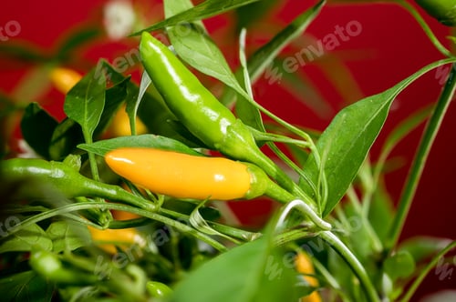 Preview: Golden Cayenne Pepper on a red background