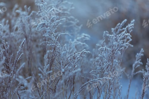 Preview: Frozen meadow