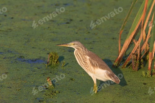 Preview: Squacco Heron (Ardeola ralloides)