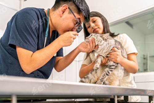 Preview: Veterinarian examining kitten with otoscope in veterinary clinic