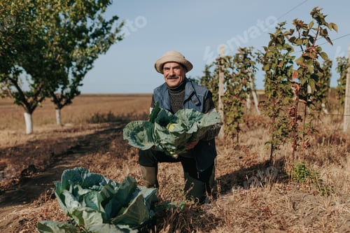 Preview: Cabbage Chronicles Aged Hispanic Farmer in Tending to His Field