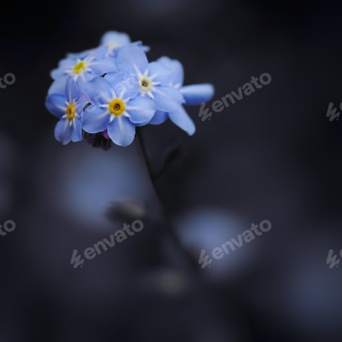 Preview: Blue purple flowers