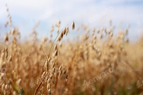 Preview: Close-up of ripe golden ears rye, oat or wheat swaying in the light wind in field. The concept