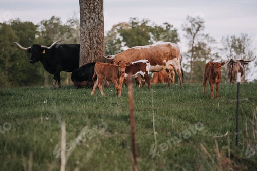 Preview: Cows on a farm