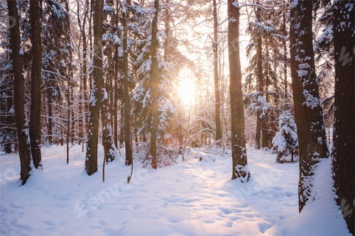 Preview: Winter in spruce forest, spruces covered with white fluffy snow.