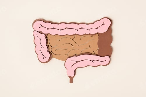 Preview: elevated view of human large intestine on beige