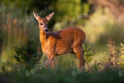 Preview: Roe deer female standing on glade in summer sunlight