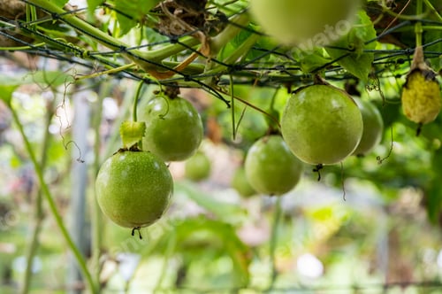 Preview: Passion fruit growing on mesh ceiling in plantation