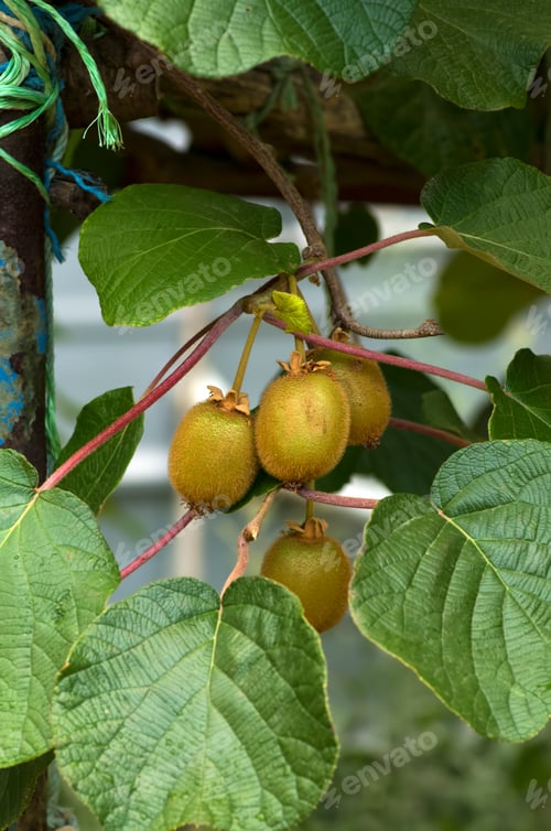 Preview: Green kiwis ripen on a tree. Kiwis on a branch. Healthy. Rich in vitamins.
