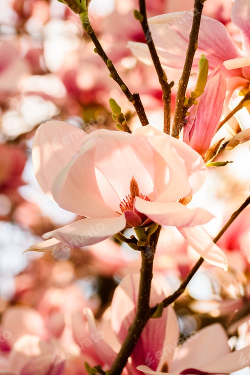 Preview: Pink Chinese magnolia flower tree