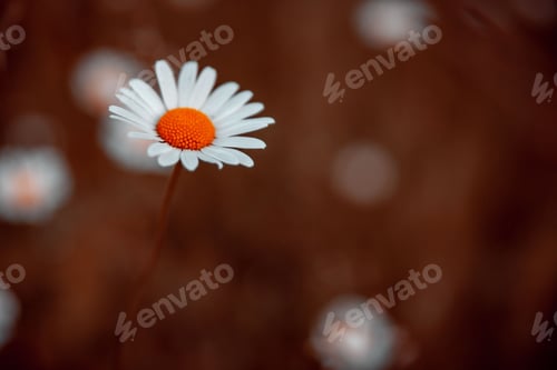 Preview: Solitary daisy stands out amongst an abundant field of white blooms