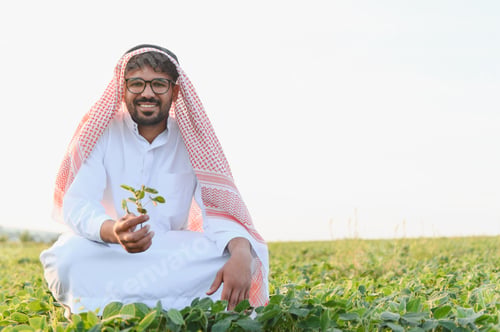 Preview: Arab farmer inspecting soybean plant in cultivated field
