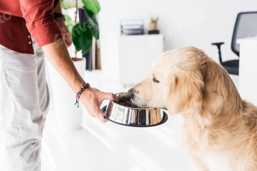 Preview: cropped view of man feeding cute golden retriever dog
