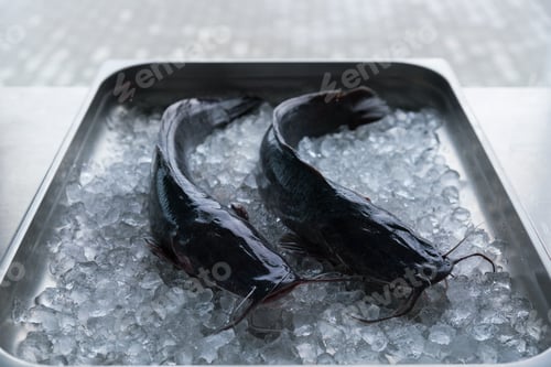 Preview: Fresh fish fillet on ice.