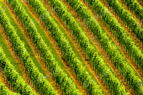 Preview: Grapes plantation green rows pattern