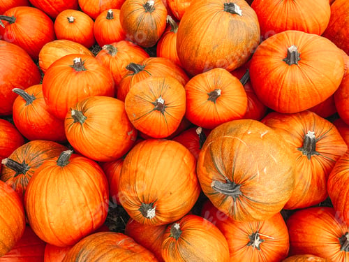 Preview: Pumpkins