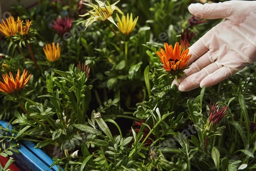 Preview: Female professional taking care of plants seedling