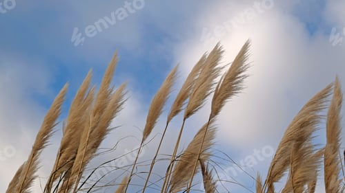 Preview: Golden reeds sway in the wind against blue sky. Abstract natural background.