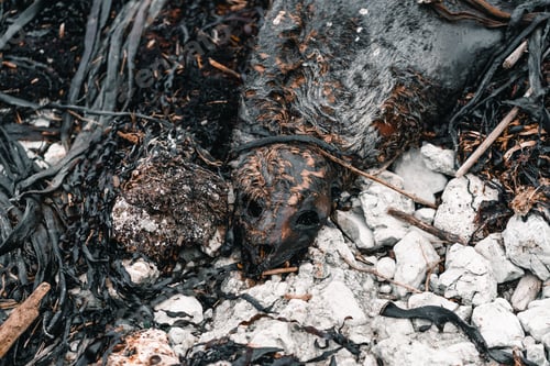 Preview: carcass of a dead seal among the rocks and seaweed near the beach, kaikoura, new zealand