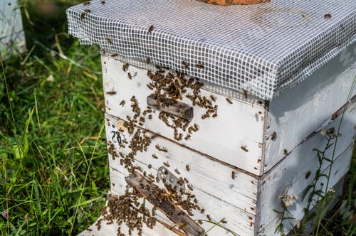Preview: Honey Bees on Hive Entrance Hole. Flying Away and Returning