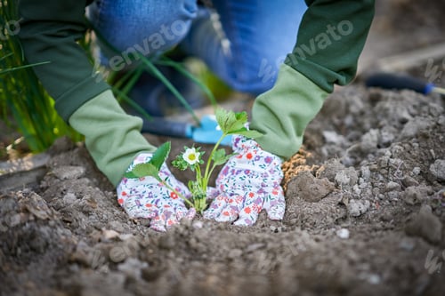 Preview: Young woman in the garden working on strawberry filed