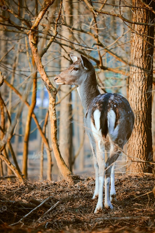 Preview: Fallow deer in the forest
