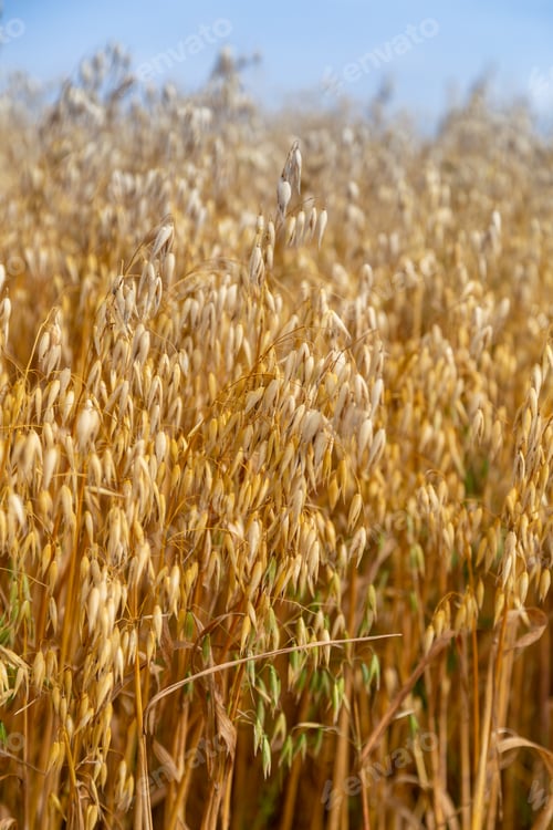 Preview: Golden ears of oat on the field