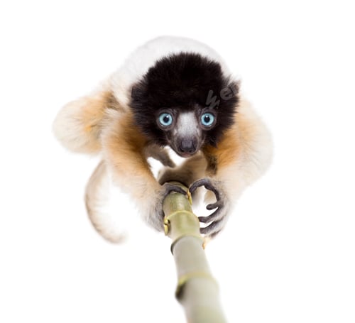 Preview: 4 months old approaching baby Crowned Sifaka looking at camera against white background